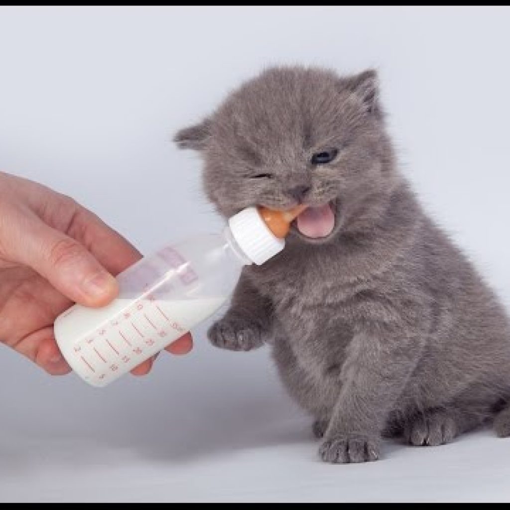 Маленькие бутылочки для маленьких котят