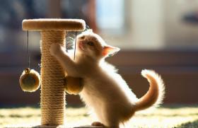 Bir yavru kedi tırmalama direğine nasıl alıştırılır