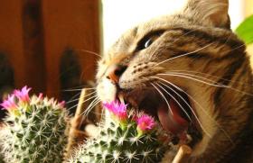 Zähne bei Katzen: Krankheiten, Vorbeugung und Pflege