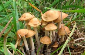 Tipos e nomes de cogumelos com fotos
