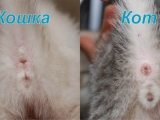 Фото отличия кошки от кота